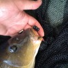 Плавающие насадки Evolution Carp Tackle Corn Stacks - Purple & Black 6шт.